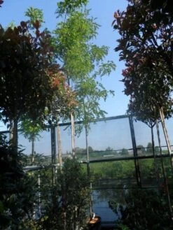 Acacia (Robinia Margaretta 'Casque Rouge') 13 Acacia (Robinia Margaretta 'Casque Rouge') -PlantenPracht Winkel robinia margaretta casque rouge 10 12 14ho cont