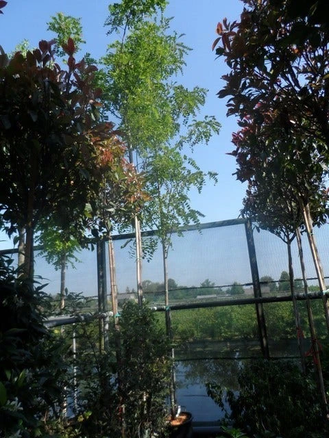 Acacia (Robinia Margaretta 'Casque Rouge') 7 Acacia (Robinia Margaretta 'Casque Rouge') - Afbeelding 5