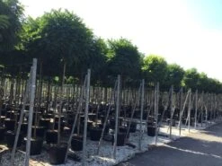 Bolacacia (Robinia Pseudoacacia 'Umbraculifera') -PlantenPracht Winkel robinia p. umbraculifera 14 16 2