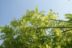 Gele Acacia (Robinia Pseudoacacia 'Frisia') -PlantenPracht Winkel robinia pseud. frisia 1