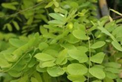 Gele Acacia (Robinia Pseudoacacia 'Frisia') -PlantenPracht Winkel robinia pseud. frisia 4