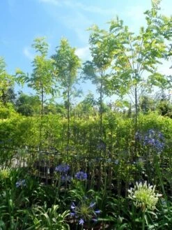 Gele Acacia (Robinia Pseudoacacia 'Frisia') -PlantenPracht Winkel robinia pseudoacacia frisia 8 10ho cont
