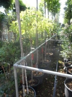 Gele Acacia (Robinia Pseudoacacia 'Frisia') -PlantenPracht Winkel robinia pseudoacacia frisia halfstam c20