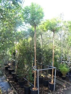 Bolacacia (Robinia Pseudoacacia 'Umbraculifera') -PlantenPracht Winkel robinia pseudoacacia umbraculifera 10 12ho cont 1