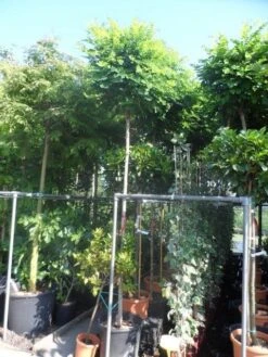 Bolacacia (Robinia Pseudoacacia 'Umbraculifera') -PlantenPracht Winkel robinia pseudoacacia umbraculifera 12 14ho cont 2