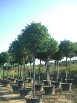 Bolacacia (Robinia Pseudoacacia 'Umbraculifera') -PlantenPracht Winkel robinia pseudoacacia umbraculifera 20 25ho c230 1