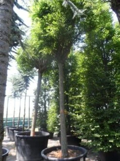 Bolacacia (Robinia Pseudoacacia 'Umbraculifera') -PlantenPracht Winkel robinia pseudoacacia umbraculifera 35 40ho c500 2