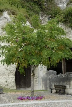 Acacia (Robinia Margaretta 'Casque Rouge')