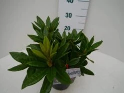 Rhododendron (Rhododendron 'Rocket') -PlantenPracht Winkel rocket c2 zij 2