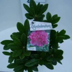 Rhododendron (Rhododendron 'Rocket') 16 Rhododendron (Rhododendron 'Rocket') -PlantenPracht Winkel rocket c5 boven 1