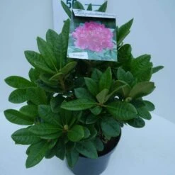 Rhododendron (Rhododendron 'Rocket') -PlantenPracht Winkel rocket c5 zij 2