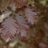 Rode Beuk Als Leiboom (Fagus Sylvatica 'Atropurpurea') -PlantenPracht Winkel rodebeukbladv01