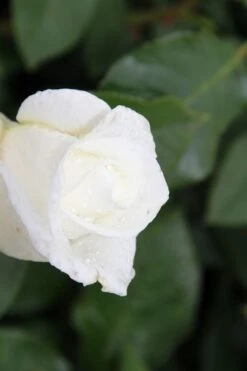 Grootbloemige Roos (Rosa 'Annapurna')