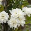 Klimroos (Rosa Banksiae Alba) -PlantenPracht Winkel rosa banksiae alba 1