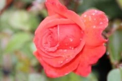 Klimroos (Rosa 'Bionda') -PlantenPracht Winkel rosa bionda 1 1