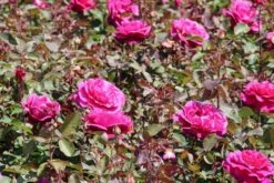 Speciale Roos (Rosa 'Blackberry Nip') -PlantenPracht Winkel rosa blackberry nip 2 1