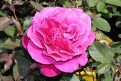 Speciale Roos (Rosa 'Blackberry Nip') -PlantenPracht Winkel rosa blackberry nip 3
