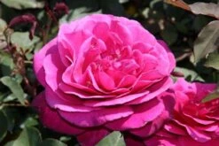 Speciale Roos (Rosa 'Blackberry Nip') -PlantenPracht Winkel rosa blackberry nip 3 1