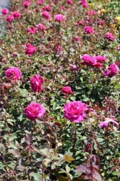 Speciale Roos (Rosa 'Blackberry Nip') -PlantenPracht Winkel rosa blackberry nip 5