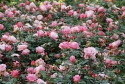 Grootbloemige Roos (Rosa 'Blue Girl') -PlantenPracht Winkel rosa blue girl 2