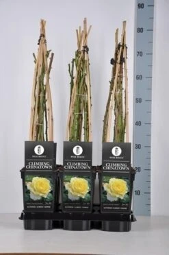 Klimroos (Rosa 'Climbing Chinatown') -PlantenPracht Winkel rosa climbing chinatown in de winter