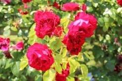 Klimroos (Rosa 'Grand Hotel') -PlantenPracht Winkel rosa grand hotel