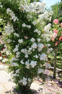 Miniklimroos (Rosa 'Guirlande D'Amour') -PlantenPracht Winkel rosa guirlande d amour 3