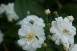 Miniklimroos (Rosa 'Guirlande D'Amour') -PlantenPracht Winkel rosa guirlande d amour 1 3