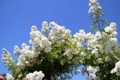 Miniklimroos (Rosa 'Guirlande D'Amour') -PlantenPracht Winkel rosa guirlande d amour 2 2 1