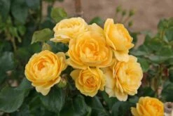 Trosroos (Rosa 'Indiane')