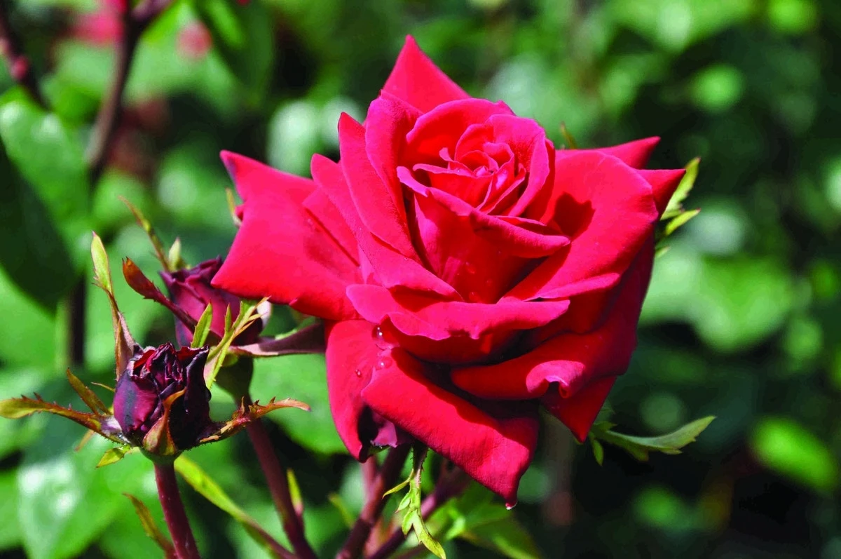 Klimroos (Rosa 'Mazurika') 3 Klimroos (Rosa 'Mazurika')