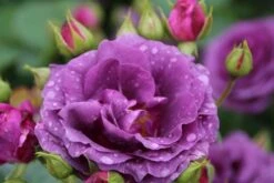 Trosroos (Rosa 'Minerva') -PlantenPracht Winkel rosa minerva 2