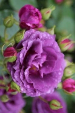 Trosroos (Rosa 'Minerva') -PlantenPracht Winkel rosa minerva 1