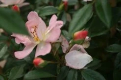 Miniklimroos (Rosa 'Open Arms') -PlantenPracht Winkel rosa open arms 1