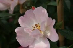 Miniklimroos (Rosa 'Open Arms') -PlantenPracht Winkel rosa open arms 2 1
