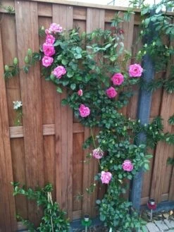 Klimroos (Rosa 'Parfum Royal') -PlantenPracht Winkel rosa parfum royal