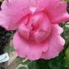 Klimroos (Rosa 'Pink Cloud') -PlantenPracht Winkel rosa pink cloud 1 1