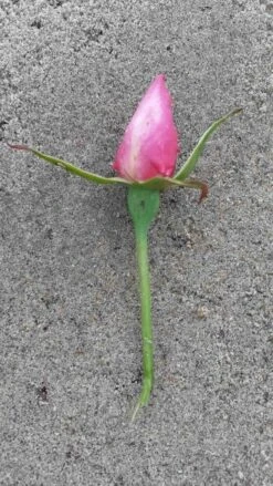 Klimroos (Rosa 'Pink Cloud') -PlantenPracht Winkel rosa pink cloud 2