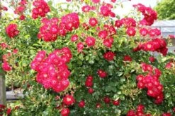 Miniklimroos (Rosa 'Rambling Rosie') -PlantenPracht Winkel rosa rambling rosie 2 1