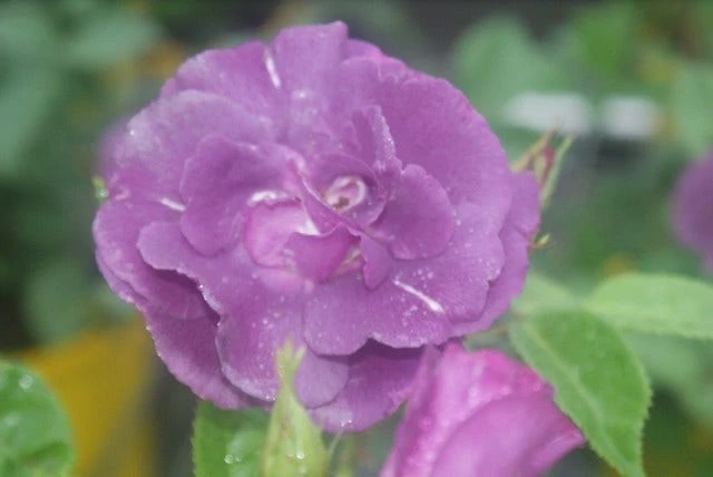 Roos (Rosa 'Rhapsody In Blue') 10 Roos (Rosa 'Rhapsody In Blue') - Afbeelding 8