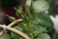 Roos (Rosa 'Rhapsody In Blue') 13 Roos (Rosa 'Rhapsody In Blue') -PlantenPracht Winkel rosa rhapsody in blue 1 3