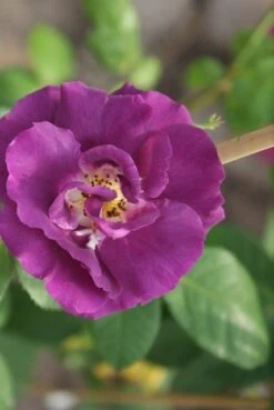 Roos (Rosa 'Rhapsody In Blue') 14 Roos (Rosa 'Rhapsody In Blue') -PlantenPracht Winkel rosa rhapsody in blue 3 2