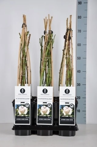 Klimroos (Rosa 'Schneewalzer') 3 Klimroos (Rosa 'Schneewalzer')