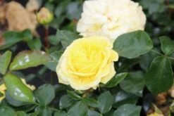 Bodembedekkende Roos (Rosa 'Solero') -PlantenPracht Winkel rosa solero 2