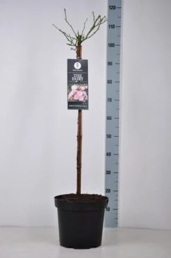 Stamroos (Rosa 'The Fairy') -PlantenPracht Winkel rosa thefairy stam70 kaal