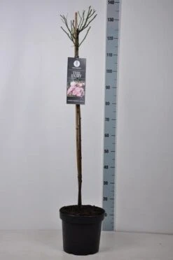 Stamroos (Rosa 'The Fairy') -PlantenPracht Winkel rosa thefairy stam90 kaal
