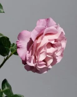 Grootbloemige Roos (Rosa 'Blue Girl') -PlantenPracht Winkel rosabluegirl03