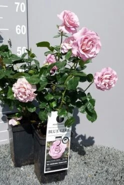 Grootbloemige Roos (Rosa 'Blue Girl') -PlantenPracht Winkel rosabluegirl04