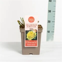 Grootbloemige Roos (Rosa 'Diamonds Forever') -PlantenPracht Winkel rosadiamondsforever03 2