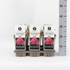 Trosroos (Rosa 'Leonardo Da Vinci') -PlantenPracht Winkel rosaleonardodavinci03